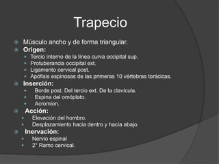 Trapecio
 Músculo ancho y de forma triangular.
 Origen:
 Tercio interno de la línea curva occipital sup.
 Protuberancia occipital ext.
 Ligamento cervical post.
 Apófisis espinosas de las primeras 10 vértebras torácicas.
 Inserción:
 Borde post. Del tercio ext. De la clavícula.
 Espina del omóplato.
 Acromion.
 Acción:
 Elevación del hombro.
 Desplazamiento hacia dentro y hacía abajo.
 Inervación:
 Nervio espinal
 2° Ramo cervical.
 