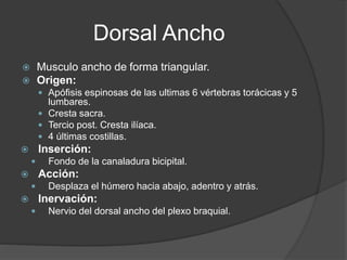 Dorsal Ancho
 Musculo ancho de forma triangular.
 Origen:
 Apófisis espinosas de las ultimas 6 vértebras torácicas y 5
lumbares.
 Cresta sacra.
 Tercio post. Cresta ilíaca.
 4 últimas costillas.
 Inserción:
 Fondo de la canaladura bicipital.
 Acción:
 Desplaza el húmero hacia abajo, adentro y atrás.
 Inervación:
 Nervio del dorsal ancho del plexo braquial.
 