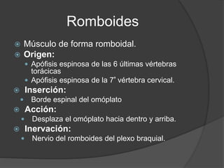 Romboides
 Músculo de forma romboidal.
 Origen:
 Apófisis espinosa de las 6 últimas vértebras
torácicas
 Apófisis espinosa de la 7ª vértebra cervical.
 Inserción:
 Borde espinal del omóplato
 Acción:
 Desplaza el omóplato hacia dentro y arriba.
 Inervación:
 Nervio del romboides del plexo braquial.
 