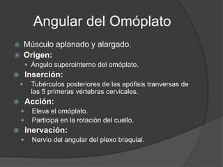 Angular del Omóplato
 Músculo aplanado y alargado.
 Origen:
 Ángulo superointerno del omóplato.
 Inserción:
 Tubérculos posteriores de las apófisis tranversas de
las 5 primeras vértebras cervicales.
 Acción:
 Eleva el omóplato.
 Participa en la rotación del cuello.
 Inervación:
 Nervio del angular del plexo braquial.
 