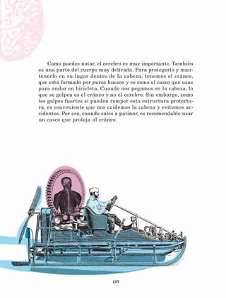 137
Como puedes notar, el cerebro es muy importante. También
es una parte del cuerpo muy delicada. Para protegerlo y man-
tenerlo en su lugar dentro de la cabeza, tenemos el cráneo,
que está formado por puros huesos y es como el casco que usas
para andar en bicicleta. Cuando nos pegamos en la cabeza, lo
que se golpea es el cráneo y no el cerebro. Sin embargo, como
los golpes fuertes sí pueden romper esta estructura protecto-
ra, es conveniente que nos cuidemos la cabeza y evitemos ac-
cidentes. Por eso, cuando sales a patinar, es recomendable usar
un casco que proteja al cráneo.
LECTURAS 4 NO BERMAN.indd 137 27/03/12 13:36
 