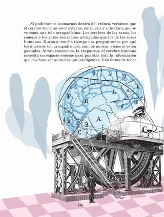 138
Si pudiéramos asomarnos dentro del cráneo, veríamos que
el cerebro tiene un color extraño, entre gris y café claro, que se
ve como una tela arrugadísima. Los cerebros de las ranas, los
conejos o los gatos son menos arrugados que los de los seres
humanos. Durante mucho tiempo nos preguntamos por qué
los nuestros son arrugadísimos, aunque no sean viejos ni estén
gastados. Ahora conocemos la respuesta: el cerebro humano
necesita un espacio enorme para guardar toda la información
que nos hace ser animales tan inteligentes. Una forma de tener
LECTURAS 4 NO BERMAN.indd 138 27/03/12 13:36
 