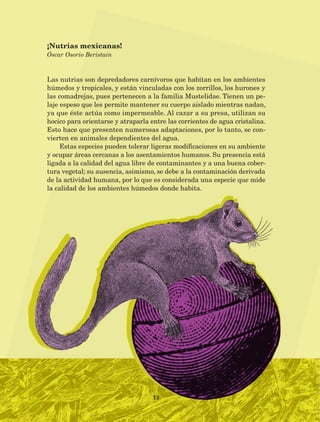 12
Las nutrias son depredadores carnívoros que habitan en los ambientes
húmedos y tropicales, y están vinculadas con los zorrillos, los hurones y
las comadrejas, pues pertenecen a la familia Mustelidae. Tienen un pe-
laje espeso que les permite mantener su cuerpo aislado mientras nadan,
ya que éste actúa como impermeable. Al cazar a su presa, utilizan su
hocico para orientarse y atraparla entre las corrientes de agua cristalina.
Esto hace que presenten numerosas adaptaciones, por lo tanto, se con-
vierten en animales dependientes del agua.
Estas especies pueden tolerar ligeras modificaciones en su ambiente
y ocupar áreas cercanas a los asentamientos humanos. Su presencia está
ligada a la calidad del agua libre de contaminantes y a una buena cober-
tura vegetal; su ausencia, asimismo, se debe a la contaminación derivada
de la actividad humana, por lo que es considerada una especie que mide
la calidad de los ambientes húmedos donde habita.
¡Nutrias mexicanas!
Óscar Osorio Beristain
AB-Lecturas-5 NO BERMAN p001-208.indd 12 27/03/12 13:26
 