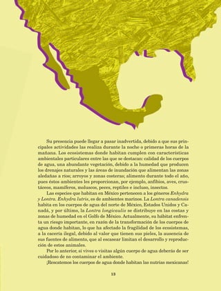 13
Su presencia puede llegar a pasar inadvertida, debido a que sus prin-
cipales actividades las realiza durante la noche o primeras horas de la
mañana. Los ecosistemas donde habitan cumplen con características
ambientales particulares entre las que se destacan: calidad de los cuerpos
de agua, una abundante vegetación, debido a la humedad que producen
los drenajes naturales y las áreas de inundación que alimentan las zonas
aledañas a ríos; arroyos y zonas costeras; alimento durante todo el año,
pues éstos ambientes les proporcionan, por ejemplo, anfibios, aves, crus-
táceos, mamíferos, moluscos, peces, reptiles e incluso, insectos.
Las especies que habitan en México pertenecen a los géneros Enhydra
y Lontra. Enhydra lutris, es de ambientes marinos. La Lontra canadensis
habita en los cuerpos de agua del norte de México, Estados Unidos y Ca-
nadá, y por último, la Lontra longicaulis se distribuye en las costas y
zonas de humedad en el Golfo de México. Actualmente, su hábitat enfren-
ta un riesgo importante, en razón de la transformación de los cuerpos de
agua donde habitan, lo que ha afectado la fragilidad de los ecosistemas,
a la cacería ilegal, debido al valor que tienen sus pieles, la ausencia de
sus fuentes de alimento, que al escasear limitan el desarrollo y reproduc-
ción de estos animales.
Por lo anterior, si vives o visitas algún cuerpo de agua deberás de ser
cuidadoso de no contaminar el ambiente.
¡Rescatemos los cuerpos de agua donde habitan las nutrias mexicanas!
AB-Lecturas-5 NO BERMAN p001-208.indd 13 27/03/12 13:26
 