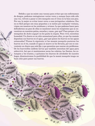 160
Debido a que no existe una vacuna para evitar que nos enfermemos
de dengue, podemos contagiarnos varias veces y, aunque haya sido sólo
una vez, volverá a pasar si otro mosquito con el virus en la boca nos pica.
Por eso, lo mejor es evitar tener cerca a esas jeringuitas voladoras. Eso
no es fácil porque son muy pequeñas y se meten por cualquier ventana,
viajan con nosotros en los autobuses y aviones. Lo que podemos hacer para
defendernos un poco de ellas es mantener secos los recipientes que se en-
cuentran en nuestros patios, escuelas y casas, ¿por qué? Pues porque a los
mosquitos de Aedes aegypti no les gusta la sequía. Para vivir, necesitan
humedad. Un charco es un sitio sensacional para ellos, ya que las mamás
depositan sus huevos en el agua, ¿por qué ponen los huevos en las aguas
estancadas? Piensa lo siguiente; si las mamás mosquito pusieran los
huevos en el río, cuando el agua se mueve se los llevaría, por eso es con-
veniente un charco que está fijo y que garantiza que nazcan sin problemas.
De los huevecillos saldrán larvas que también necesitan del agua para
sobrevivir. Así que si mantenemos secas las cubetas, las llantas, los co-
lumpios y los trastes, y quitamos los charcos de alrededor de nuestro
hogar, disminuiremos la posibilidad de que la mamá mosquito tenga un
buen sitio para poner sus huevos.
AB-Lecturas-5 NO BERMAN p001-208.indd 160 27/03/12 13:30
 