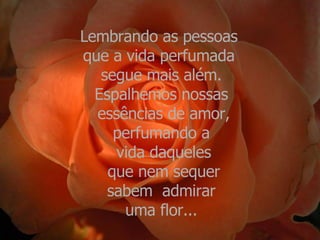 Lembrando as pessoas  que a vida perfumada  segue mais além. Espalhemos nossas essências de amor, perfumando a vida daqueles que nem sequer sabem  admirar  uma flor... 
