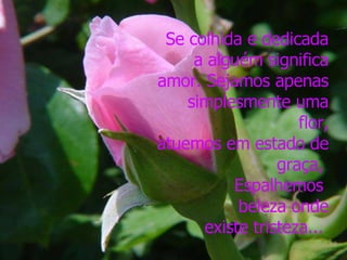 Se colhida e dedicada a alguém significa amor. Sejamos apenas simplesmente uma flor, atuemos em estado de graça,  Espalhemos  beleza onde existe tristeza...  