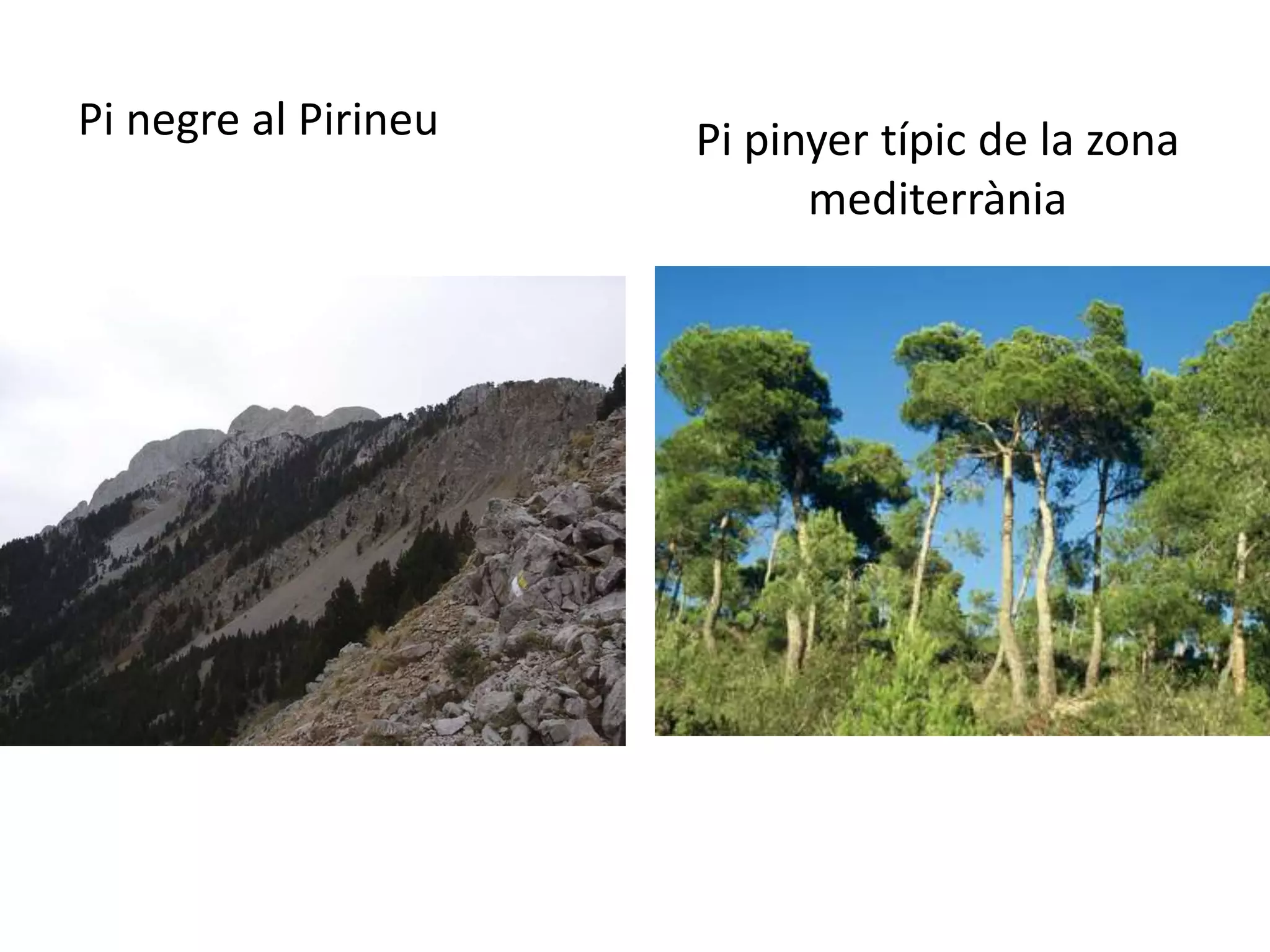 Pi negre al Pirineu Pi pinyer típic de la zona 
mediterrània 
 