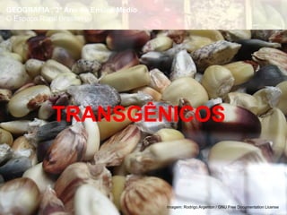 Imagem: Rodrigo.Argenton / GNU Free Documentation License
TRANSGÊNICOS
GEOGRAFIA , 3º Ano do Ensino Médio
O Espaço Rural Brasileiro
 