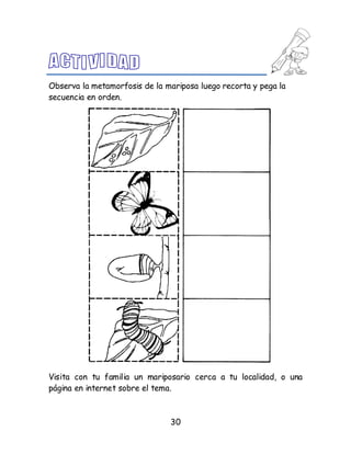 30
Observa la metamorfosis de la mariposa luego recorta y pega la
secuencia en orden.
Visita con tu familia un mariposario cerca a tu localidad, o una
página en internet sobre el tema.
 