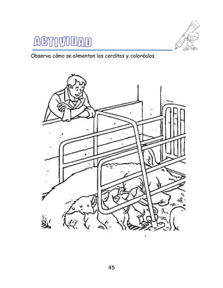 45
Observa cómo se alimentan los cerditos y coloréalos.
 