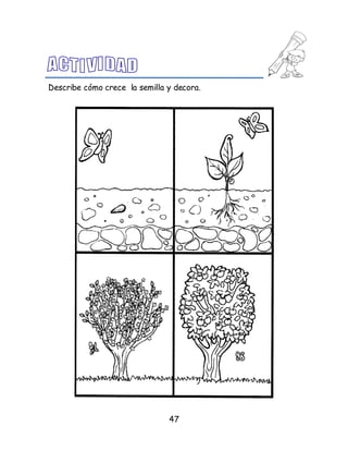 47
Describe cómo crece la semilla y decora.
 