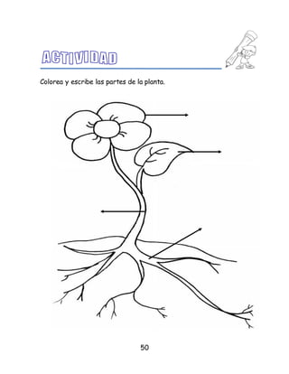 50
Colorea y escribe las partes de la planta.
 