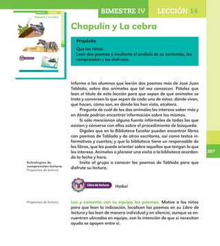 207
207
BIMESTRE IV LECCIÓN 14
155
Chapulín y La cebra
Lee y comenta con tu equipo los poemas.
LECCIÓN 14BIMESTRE IV
E1ALUMNO_R.indd 155 06/06/14 20:37
Chapulín y La cebra
Propósito
Que los niños:
Lean dos poemas y mediante el análisis de su contenido, los
comprendan y los disfruten.
Informe a los alumnos que leerán dos poemas más de José Juan
Tablada, sobre dos animales que tal vez conozcan. Pídales que
lean el título de esta lección para que sepan de qué animales se
trata y conversen lo que sepan de cada uno de éstos: dónde viven,
qué hacen, cómo son, en dónde los han visto, etcétera. 	
Pregunte de cuál de los dos animales les interesa saber más y
en dónde podrían encontrar información sobre los mismos.
Si sólo mencionan alguna fuente infórmeles de todas las que
existen y converse con ellos sobre el procedimiento de búsqueda.
Dígales que en la Biblioteca Escolar pueden encontrar libros
con poemas de Tablada y de otros escritores, así como textos in-
formativos y cuentos; y que la biblioteca tiene un responsable de
los libros, que les puede orientar sobre aquellos que tengan lo que
les interesa. Anímelos a planear una visita a la biblioteca acordan-
do la fecha y hora.
Invite al grupo a conocer los poemas de Tablada para que
disfrute su lectura.
Lee y comenta con tu equipo los poemas. Motive a los niños
para que lean la indicación, localicen los poemas en su Libro de
lectura y los lean de manera individual y en silencio, aunque se en-
cuentren ubicados en equipo, con la intención de que si necesitan
ayuda se apoyen entre sí.
Estrategias de
comprensión lectora.
Propósitos de lectura.
Propósitos de lectura.
Haikai
E1MAESTRO_R2.indd 207 06/06/14 22:31
 