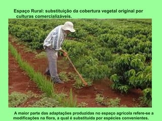 A maior parte das adaptações produzidas no espaço agrícola refere-se a
modificações na flora, a qual é substituída por espécies convenientes.
Espaço Rural: substituição da cobertura vegetal original por
culturas comercializáveis.
 