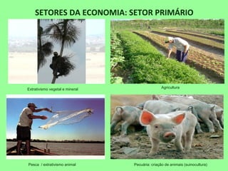 SETORES DA ECONOMIA: SETOR PRIMÁRIO
Extrativismo vegetal e mineral Agricultura
Pesca / extrativismo animal Pecuária: criação de animais (suinocultura)
 