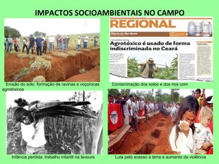 IMPACTOS SOCIOAMBIENTAIS NO CAMPO
Erosão do solo: formação de ravinas e voçorocas Contaminação dos solos e dos rios com
agrotóxicos
Infância perdida: trabalho infantil na lavoura Luta pelo acesso a terra e aumento da violência
 