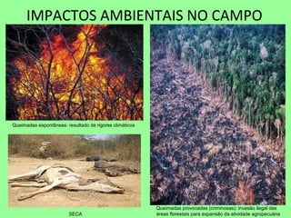 IMPACTOS AMBIENTAIS NO CAMPO
Queimadas espontâneas: resultado de rigores climáticos
SECA
Queimadas provocadas (criminosas): invasão ilegal das
áreas florestais para expansão da atividade agropecuária
 