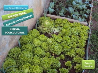 Por Rafael   Desidério




   SISTEMA
POLICULTURAL




                         Braços
                         Semide
 