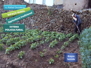 Por Rafael   Desidério




   SISTEMA
POLICULTURAL




                         Braços
                         Semide
 