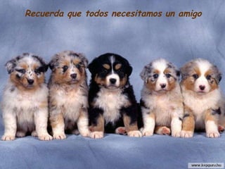 Recuerda que todos necesitamos un amigo 
