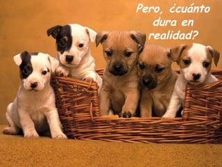 Pero, ¿cuánto dura en realidad? 