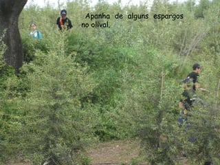 Apanha de alguns espargos no olival.