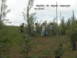 Apanha de alguns espargos no olival.