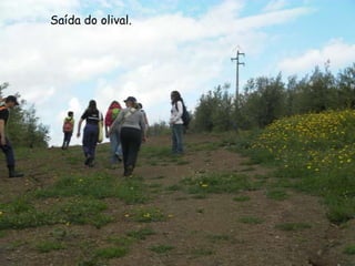    Saída do olival.