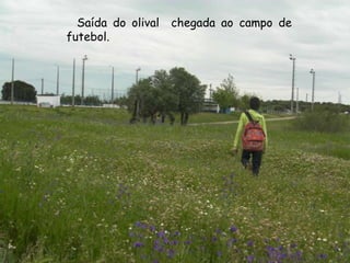    Saída do olival  chegada ao campo de futebol.