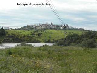    Paisagem do campo de Avis.