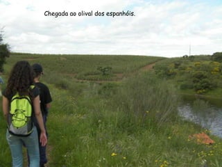 Chegada ao olival dos espanhóis.