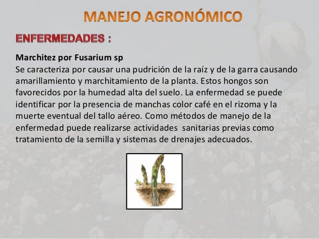 El tratamiento del hongo de las uñas en las manos por la sosa