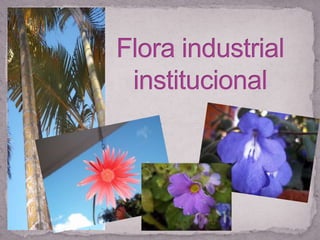 Flora industrial institucional 