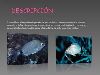 El raspallón es el espárido más pequeño de nuestro litoral. Su nombre científico, diplodus annularis, lo define claramente por la ausencia de las bandas tradicionales del resto de los  sargos , siendo sólo destacable una de ellas en forma de anillo y que le da nombre.  