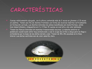 Cuerpo relativamente alargado, con la altura contenida más de 2 veces en jóvenes y 2,5 veces en adultos.   Tienen una fila de dientes frontales con forma de incisivos insertos verticalmente en formación cerrada. Los dientes laterales de ambas mandíbulas son molariformes, están bien desarrollados y dispuestos en 2 o 3 filas. El cuerpo es oval alto y de color plateado.  Tienen los flancos laterales sin manchas transversales oscuras. La mancha anterior al pedúnculo caudal suele estar muy pronunciada y casi lo ocupa de arriba a abajo pero no llega a extenderse por la base de las aletas dorsal y anal. Tienen de 48 a 56 escamas en la línea lateral. Las aletas ventrales son de color amarillo claro.  