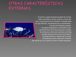 En perfil la región predorsal asciende de un modo  menos acentuado y es poco convexo, a veces casi  recto, en gran parte de su extensión, formando sobre los ojos más bien  una depresión que un abultamiento.  Los ojos son realmente grandes.  Las aletas escapulares se extienden un poco  por detrás de la vertical que pasa por el origen  de la base de la aleta anal. Las aletas ventrales son algo mayores que la mitad de la longitud  de las pectorales. La longitud de los radios  centrales de la aleta caudal está contenida  algo más de una vez y media en la de los radios marginales .  