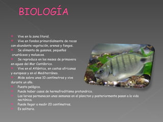 Vive en la zona litoral. Vive en fondos primordialmente de rocas  con abundante vegetación, arenas y fangos.  Se alimenta de gusanos, pequeños crustáceos y moluscos. Se reproduce en los meses de primavera  en aguas del Mar Cantábrico. Vive en el Atlántico, en costas africanas  y europeas y en el Mediterráneo. Mide sobre unos 10 centímetros y vive  durante un año.  Puesta pelágica. Puede haber casos de hermafroditismo protandrico. Las larvas permanecen unas semanas en el plancton y posteriormente pasan a la vida nectónica. Puede llegar a medir 20 centímetros. Es solitario. 