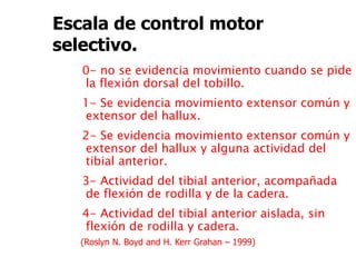 0- no se evidencia movimiento cuando se pide
la flexión dorsal del tobillo.
1- Se evidencia movimiento extensor común y
extensor del hallux.
2- Se evidencia movimiento extensor común y
extensor del hallux y alguna actividad del
tibial anterior.
3- Actividad del tibial anterior, acompañada
de flexión de rodilla y de la cadera.
4- Actividad del tibial anterior aislada, sin
flexión de rodilla y cadera.
Escala de control motor
selectivo.
(Roslyn N. Boyd and H. Kerr Grahan – 1999)
 