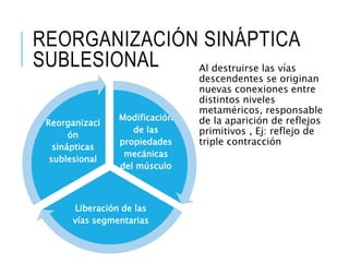 REORGANIZACIÓN SINÁPTICA
SUBLESIONAL
Modificación
de las
propiedades
mecánicas
del músculo
Liberación de las
vías segmentarias
Reorganizaci
ón
sinápticas
sublesional
Al destruirse las vías
descendentes se originan
nuevas conexiones entre
distintos niveles
metaméricos, responsable
de la aparición de reflejos
primitivos , Ej: reflejo de
triple contracción
 