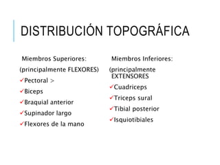 DISTRIBUCIÓN TOPOGRÁFICA
Miembros Superiores:
(principalmente FLEXORES)
Pectoral >
Biceps
Braquial anterior
Supinador largo
Flexores de la mano
Miembros Inferiores:
(principalmente
EXTENSORES
Cuadriceps
Triceps sural
Tibial posterior
Isquiotibiales
 