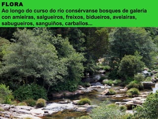 FLORA
Ao longo do curso do río consérvanse bosques de galería
con amieiras, salgueiros, freixos, bidueiros, avelairas,
sabugueiros, sanguiños, carballos...
 