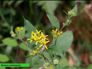 Senecio nemorensis
 