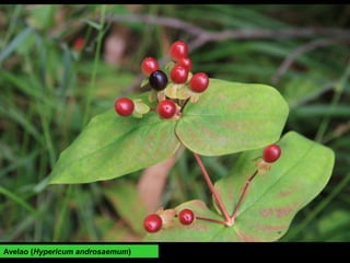 Avelao (Hypericum androsaemum)
 