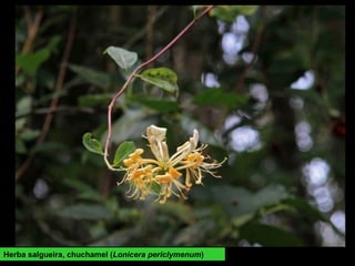 Herba salgueira, chuchamel (Lonicera periclymenum)
 