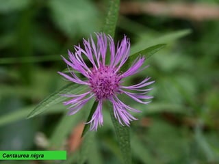 Centaurea nigra
 