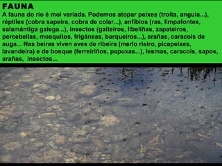 FAUNA
A fauna do río é moi variada. Podemos atopar peixes (troita, anguía...),
réptiles (cobra sapeira, cobra de colar...), anfibios (ras, limpafontes,
salamántiga galega...), insectos (gaiteiros, libeliñas, zapateiros,
percebellas, mosquitos, frigáneas, barqueiros...), arañas, caracois de
auga... Nas beiras viven aves de ribeira (merlo rieiro, picapeixes,
lavandeira) e de bosque (ferreiriños, papuxas...), lesmas, caracois, sapos,
arañas, insectos...
 