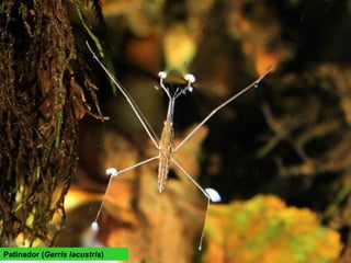 Patinador (Gerris lacustris)
 