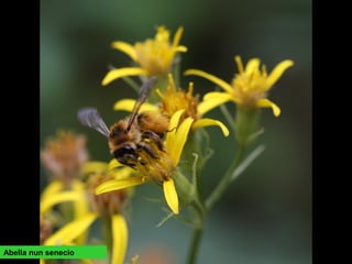 Abella nun senecio
 