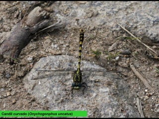 Candil curvado (Onychogonphus uncatus)
 